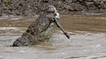 Crocodile devours a wildebeest UK3A6887r