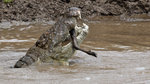 Crocodile devours a wildebeest UK3A6888r