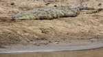 Crocodile sunbathing UK3A7121r