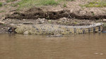 Crocodile sunbathing UK3A7128r