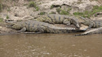 Crocodile sunbathing UK3A7132r