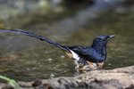 White-rumped Shama（白腰鵲鴝） _TP_1489r (1)