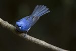 Black-naped Monarch（黑枕藍鶲）_TP_1509r (2)