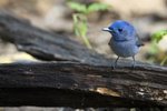 Black-naped Monarch（黑枕藍鶲）_TP_1521r (2)