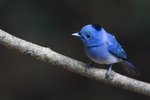 Black-naped Monarch（黑枕藍鶲）_TP_1533r (1)