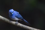 Black-naped Monarch（黑枕藍鶲）_TP_1535r (1)