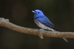 Black-naped Monarch（黑枕藍鶲）_TP_1601r (2)