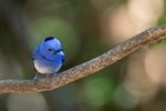 Black-naped Monarch（黑枕藍鶲）_TP_1956r (1)