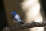 Black-naped Monarch（黑枕藍鶲）_TP_1985r (1)