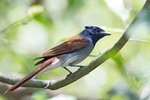 Asian Paradise-flycatcher（壽帶）_TP_2371r (1)