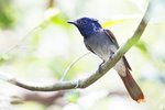 Asian Paradise-flycatcher（壽帶）_TP_2379r (1)