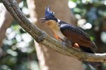 Chestnut-winged Cuckoo（紅翅鳳頭鵑）_TP_2785r (1)