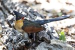 Chestnut-winged Cuckoo（紅翅鳳頭鵑）_TP_2791r (1)