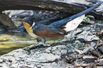 Chestnut-winged Cuckoo（紅翅鳳頭鵑）_TP_2804r (1)