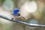 Black-naped Monarch（黑枕藍鶲）_TP_2915r (1)