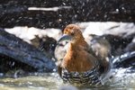 laty-legged Crake（白喉斑秧雞） _TP_2984r (1)