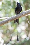 Greater Racket-tailed Drongo（大盤尾）_TP_3084r (1)