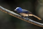 Black-naped Monarch（黑枕藍鶲）_TP_3354r (1)