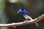 Black-naped Monarch（黑枕藍鶲）_TP_3393r (1)