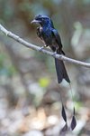 Greater Racket-tailed Drongo（大盤尾）_TP_3476r (1)