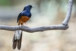 White-rumped Shama（白腰鵲鴝）_TP_3619r (1)