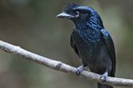 Greater Racket-tailed Drongo（大盤尾） _TP_3640r (1)