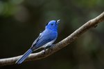 Black-naped Monarch（黑枕藍鶲）_TP_3669r (1)