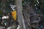 Common Flameback （金背三趾啄木） _TP_4078r (1)