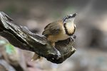 Lesser Necklaced Laughingthrush （小黑領噪鶥）   _TP_4169r (1)