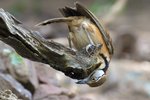 Lesser Necklaced Laughingthrush （小黑領噪鶥）_TP_4185r (2)