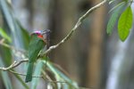 Red-bearded Bee-eater（赤鬚夜蜂虎） _TP_4797r (1)