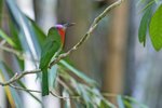 Red-bearded Bee-eater（赤鬚夜蜂虎）_TP_4808r (1)