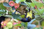 Olive-backed Sunbird（黃腹花蜜鳥）_TP_4924r (1)