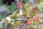 Olive-backed Sunbird（黃腹花蜜鳥） _TP_4934r (1)