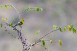 Common Iora （黑翅雀鵯）   _TP_5195r (1)