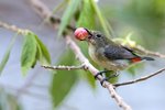 Resized Scarlet-backed Flowerpecker（朱背啄花鳥）_TP_5320r (1)
