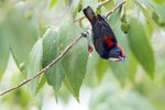 Resized Scarlet-backed Flowerpecker（朱背啄花鳥）_TP_5424r (1)