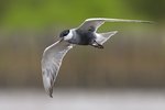 Whiskered Tern （黑腹燕鷗） _TP_5601r (1)