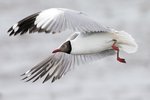 Brown-headed Gull （棕頭鷗）_TP_5893r (1)