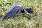 Black-headed Heron 1DM40027r