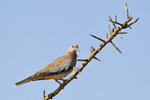 Laughing Dove 1DM40032r