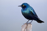 Blue-eared Glossy Starling (?) 1DM40294r