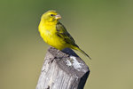 Yellow-fronted Canary 1DM40358r