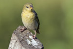 White-bellied Canary 1DM40368r