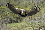 Ruppell's Griffion Vulture 1DM40381r