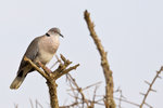 African Mourning Dove 1DM40408r