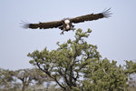 Ruppell's Griffon Vulture 1DM40417r