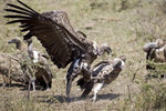 Ruppell's Griffon Vulture 1DM40483r