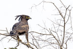 Long-crested Eagle 1DM40582r