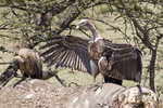 Ruppell's Griffon Vulture 1DM40603f